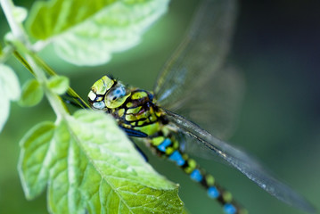 Naklejka premium Libelle