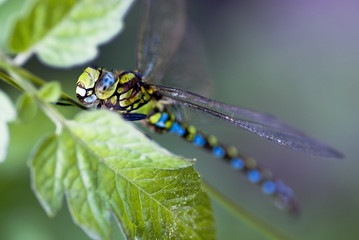 Libelle