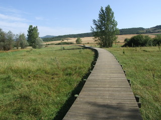Fototapeta na wymiar Drewniana ścieżka