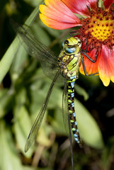 Libelle und Blüte © Daniel Fuhr