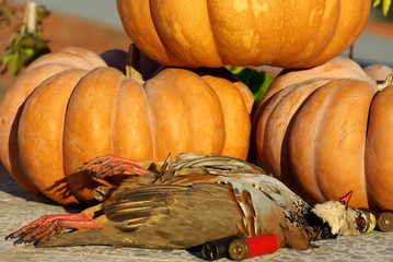 Two abated partridges during one hunted.