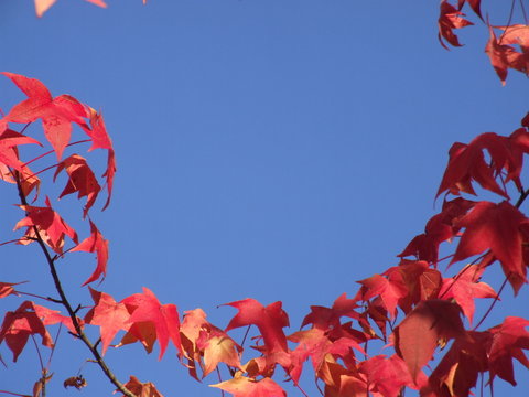 Navidad en rojo y azul