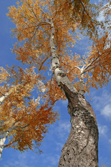 Fall Tree