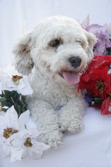 anxious creature during christmas