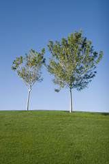 Fototapeta na wymiar Green grass field and tree