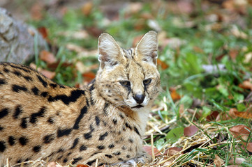 Serval