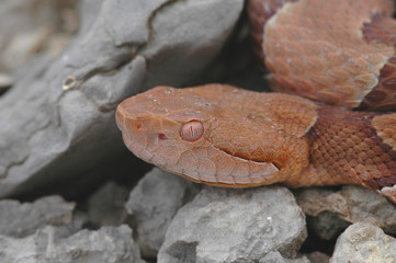 Agkistrodon contortrix phaeogaster