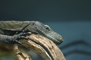 Crocodile Monitor