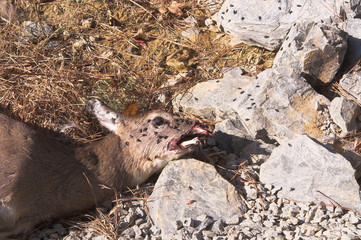 Dead Deer