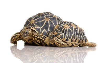 Indian Starred Tortoise - Geochelone elegans