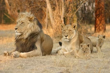 Photo sur Aluminium Lion Famille