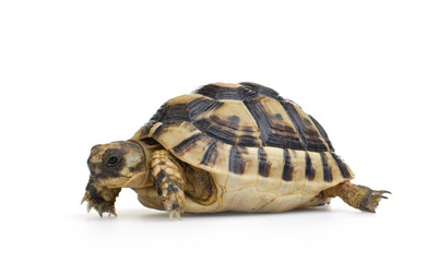 Herman's Tortoise - Testudo hermanni