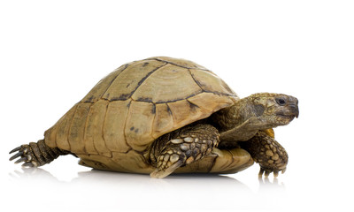 Herman's Tortoise - Testudo hermanni