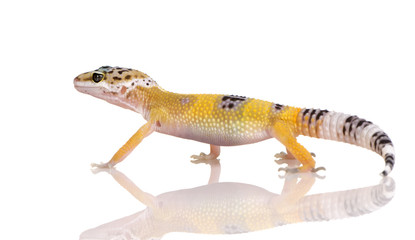 Obraz premium Young Leopard gecko - Eublepharis macularius
