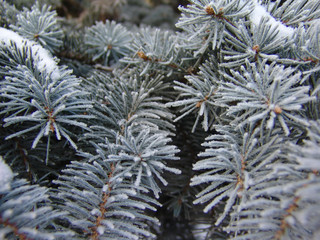 Naklejka na ściany i meble Fur-tree branch with ice