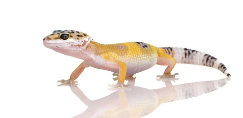 Young Leopard gecko - Eublepharis macularius