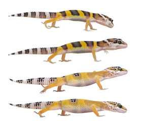Young Leopard gecko - Eublepharis macularius
