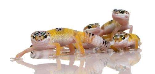 Obraz premium group of Young Leopard gecko - Eublepharis macularius