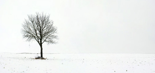 Alone tree in field during first snow - Powered by Adobe