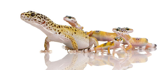 Obraz premium Leopard gecko - Eublepharis macularius
