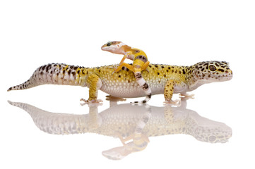 Leopard gecko - Eublepharis macularius