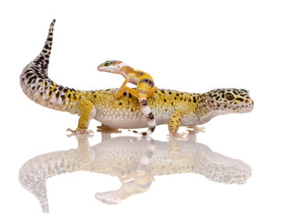 Leopard gecko - Eublepharis macularius