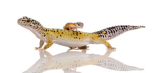 Leopard gecko - Eublepharis macularius