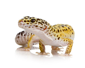 Leopard gecko - Eublepharis macularius - obrazy, fototapety, plakaty