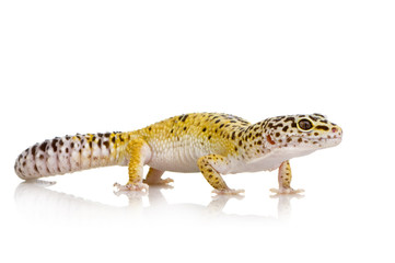Leopard gecko - Eublepharis macularius