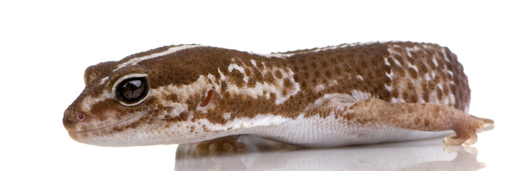 African fat-tailed gecko - Hemitheconyx caudicinctus