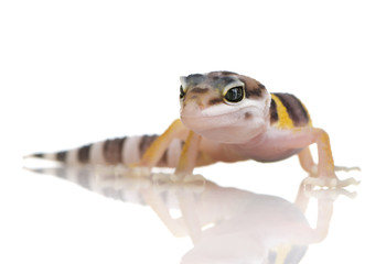 Juvenile Leopard gecko - Eublepharis macularius