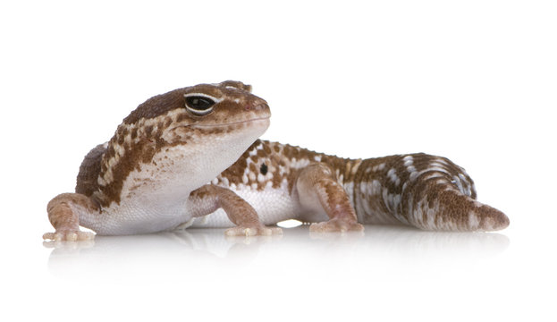 African fat-tailed gecko - Hemitheconyx caudicinctus