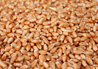 Wheat 22