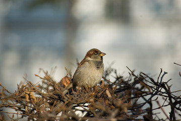 Young sparrow