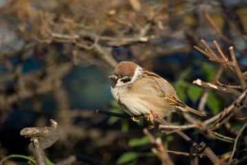 Ruffled-up sparrow