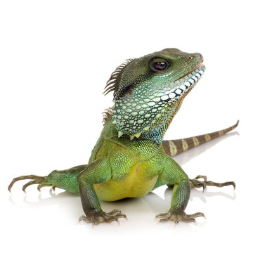 Indian Water Dragon - Physignathus cocincinus