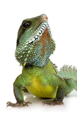 Indian Water Dragon - Physignathus cocincinus