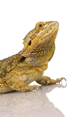 Lawson's dragon - Pogona henrylawsoni