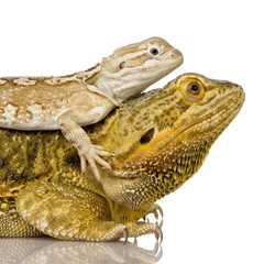 Lawson's dragon - Pogona henrylawsoni