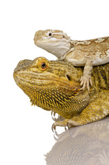 Lawson's dragon - Pogona henrylawsoni