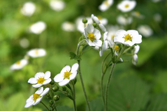 Wild Strawberry Flowers