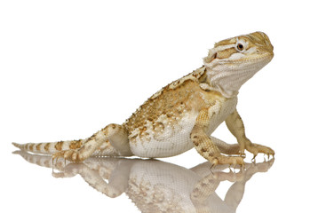 Young Lawson's dragon - Pogona henrylawsoni