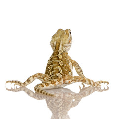 Fototapeta premium Young Lawson's dragon - Pogona henrylawsoni