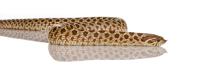  in front of a white background