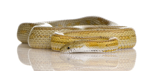 Elaphe guttata