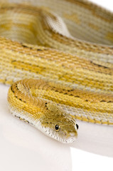 Obraz premium Elaphe guttata