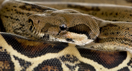 Boa constrictor