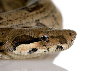 Obraz premium Boa constrictor