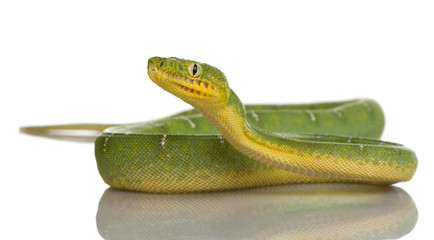 Emerald Tree Boa - Corallus caninus