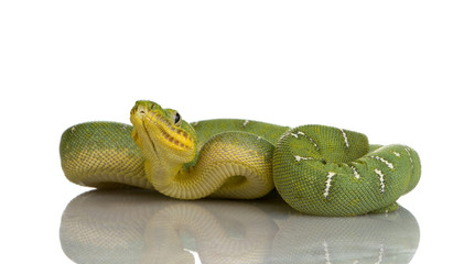 Emerald Tree Boa - Corallus caninus